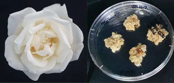 향기 장미 계통 ‘15R 12-2’ 꽃잎과 이 꽃잎에서 얻은 식물 세포 배양체(캘러스)